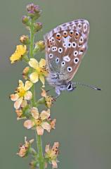 Female Chalk Hill Blue Magdalen Hill  Winchester